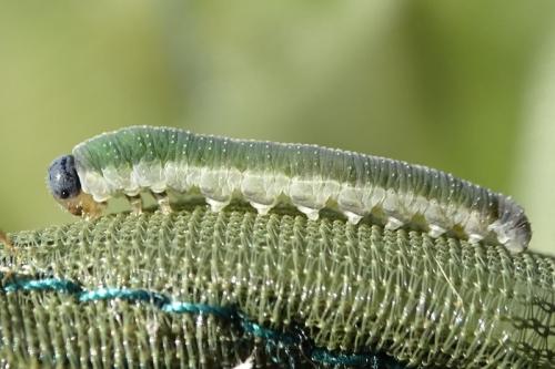 Réf. 293 979 : Emphytus sp.